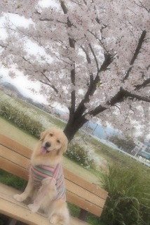 4/27
