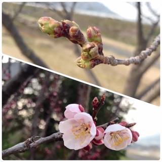 03/29